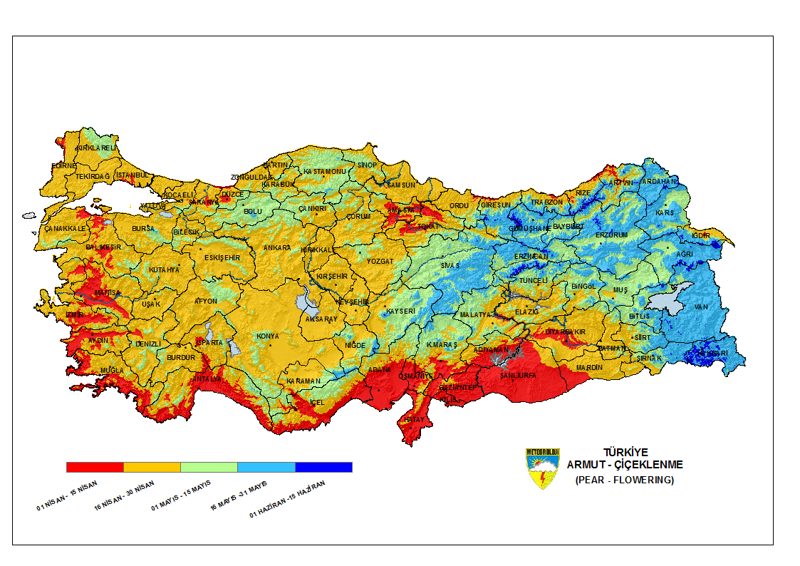 Armut Çiçeklenme