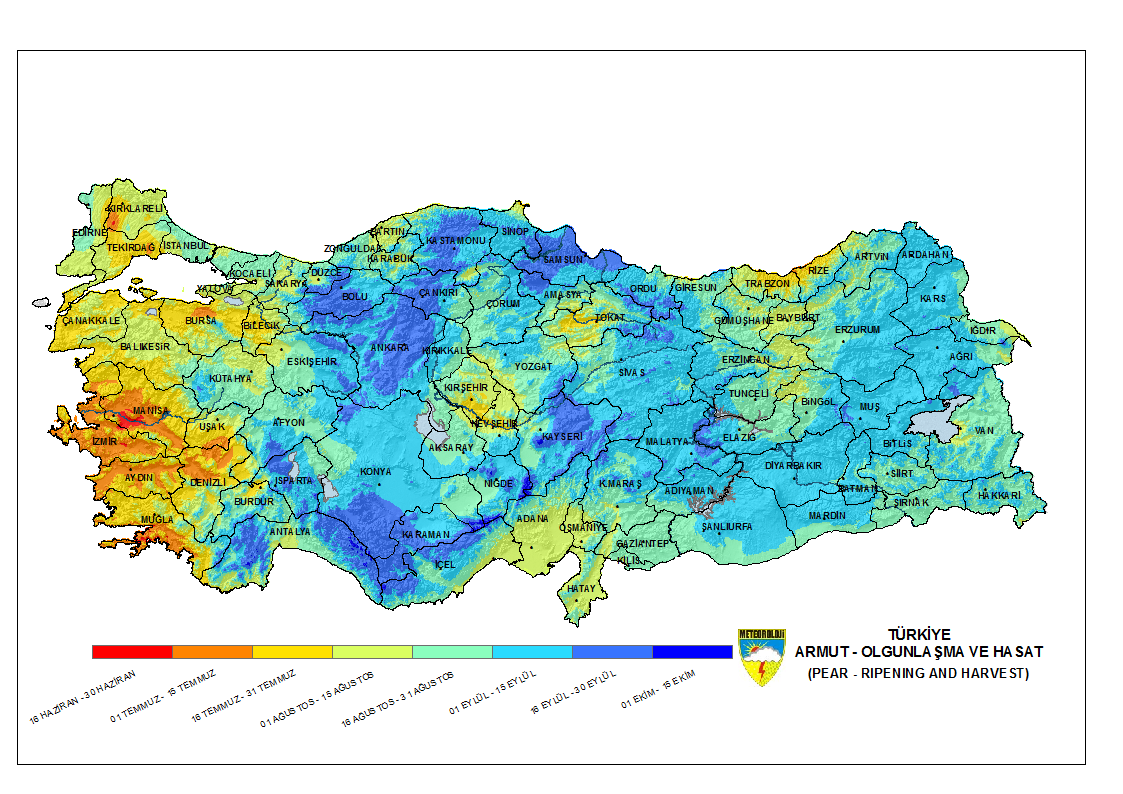 Armut Olgunlaşma