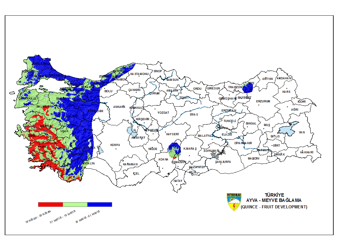 Ayva Meyve Teşekkülü