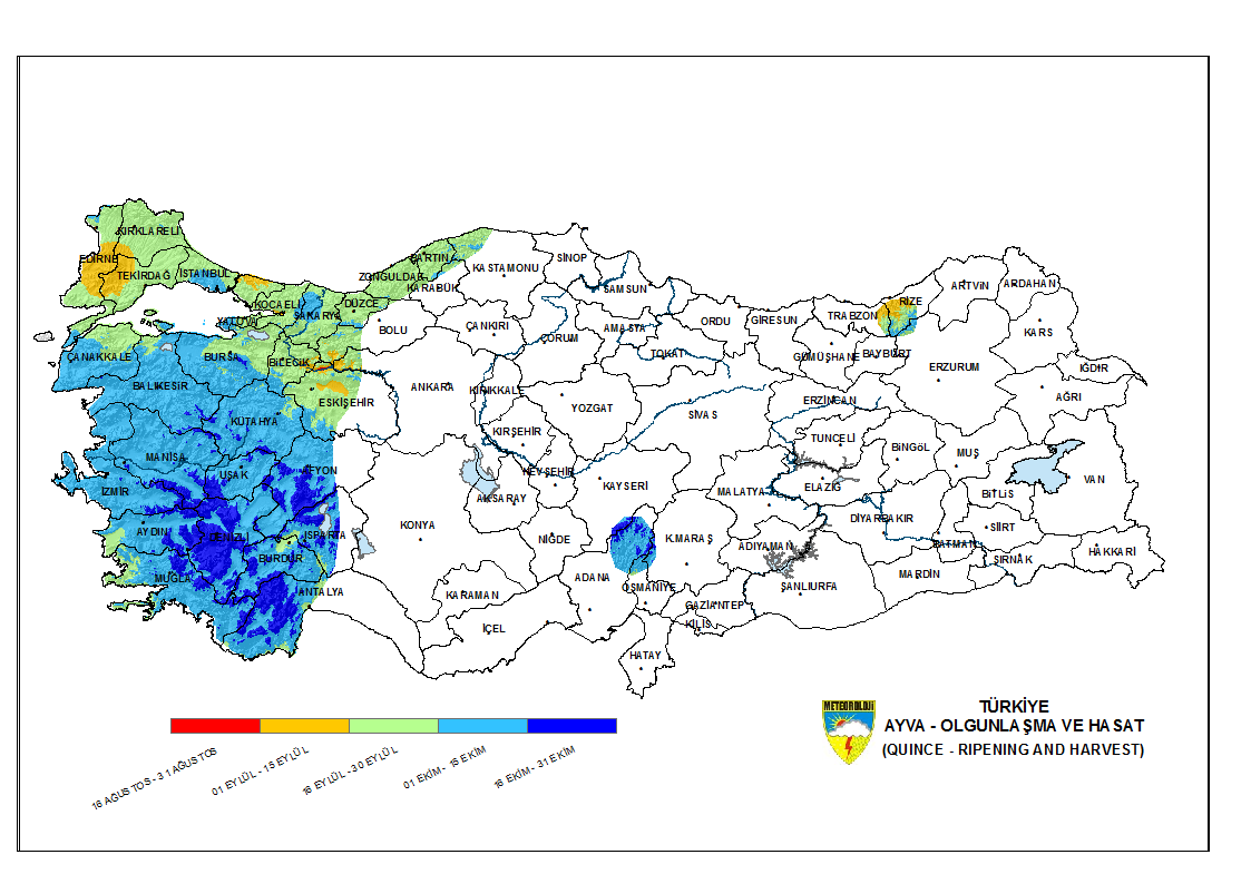 Ayva Olgunlaşma