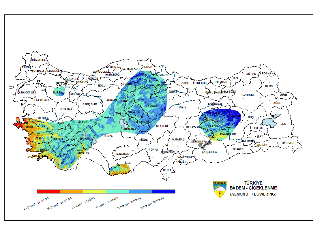 Badem Çiçeklenme