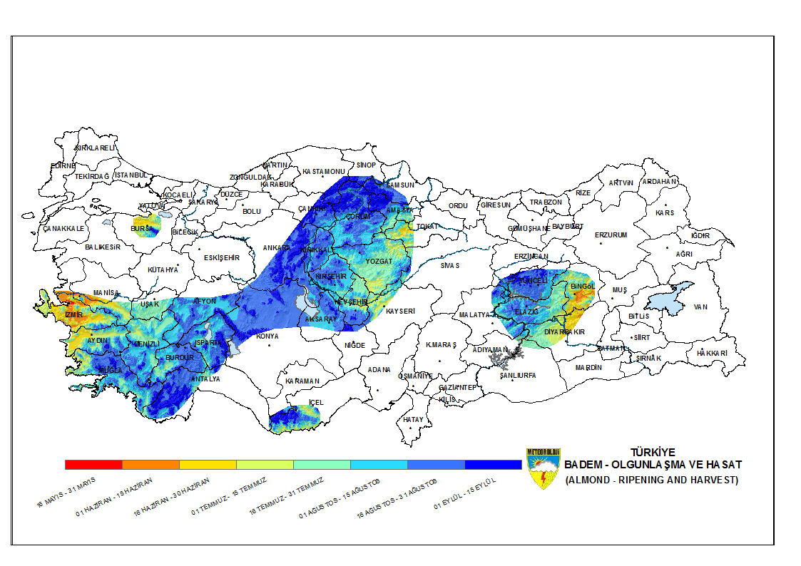 Badem Olgunlaşma