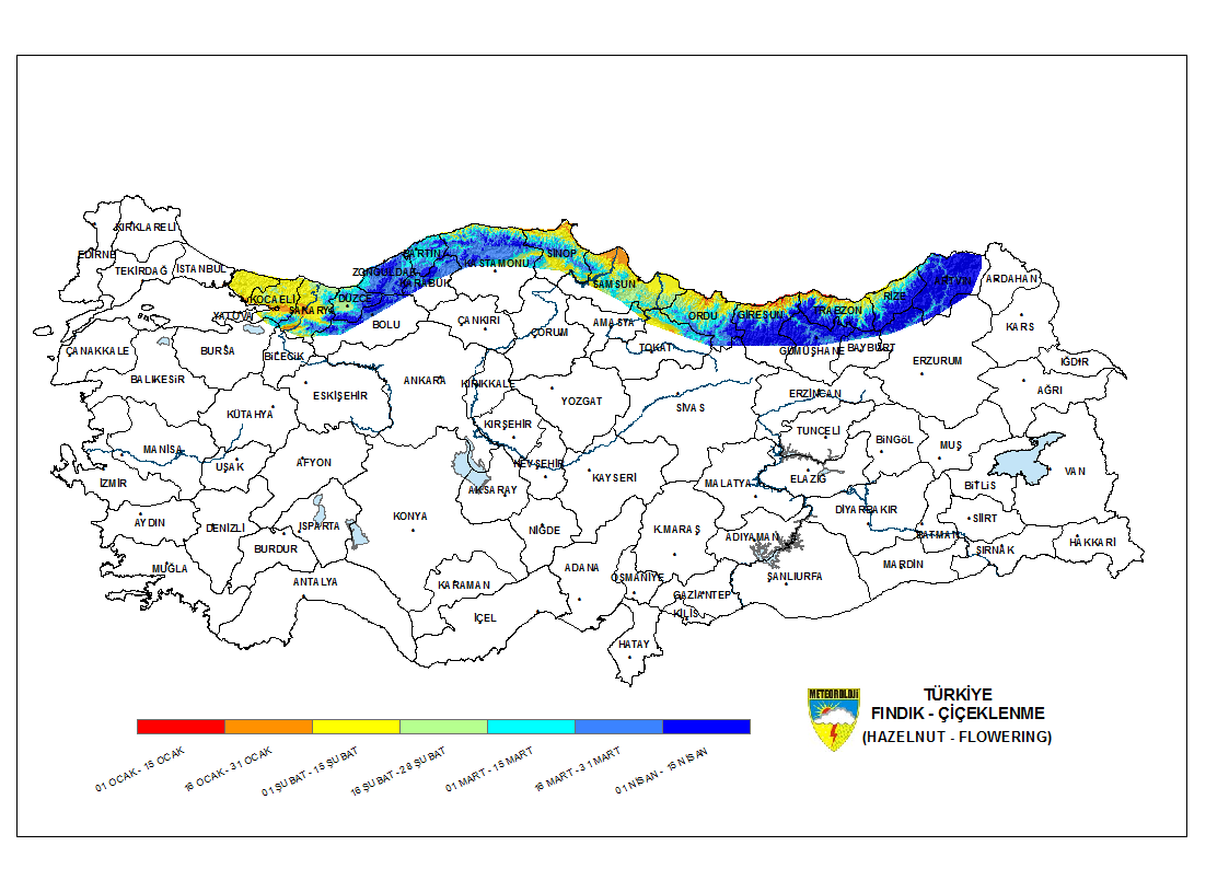 Fındık Çiçeklenme