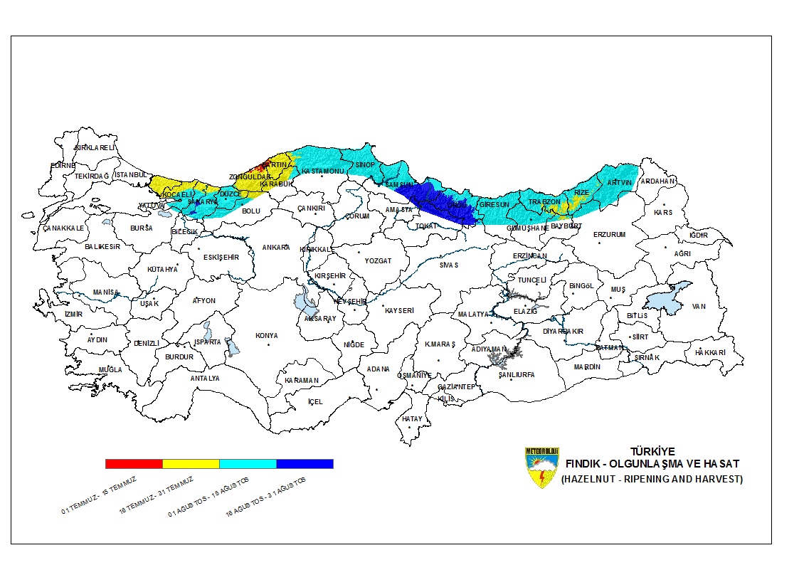 Fındık Olgunlaşma