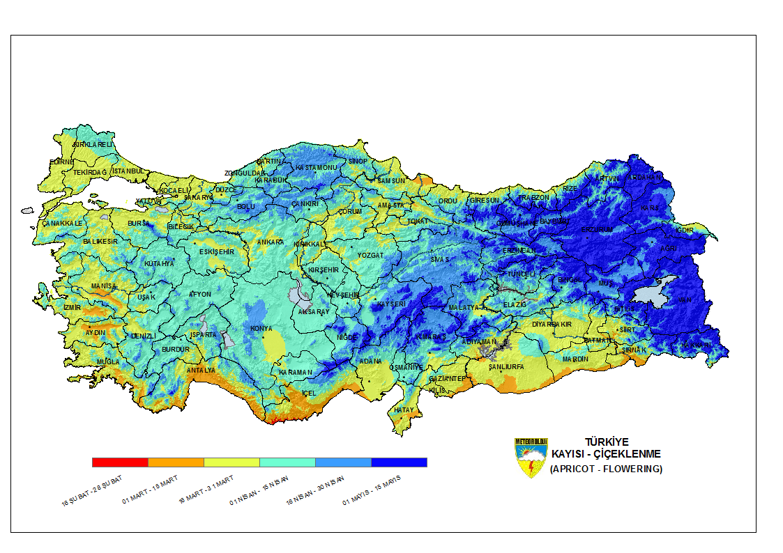 Kayısı Çiçeklenme