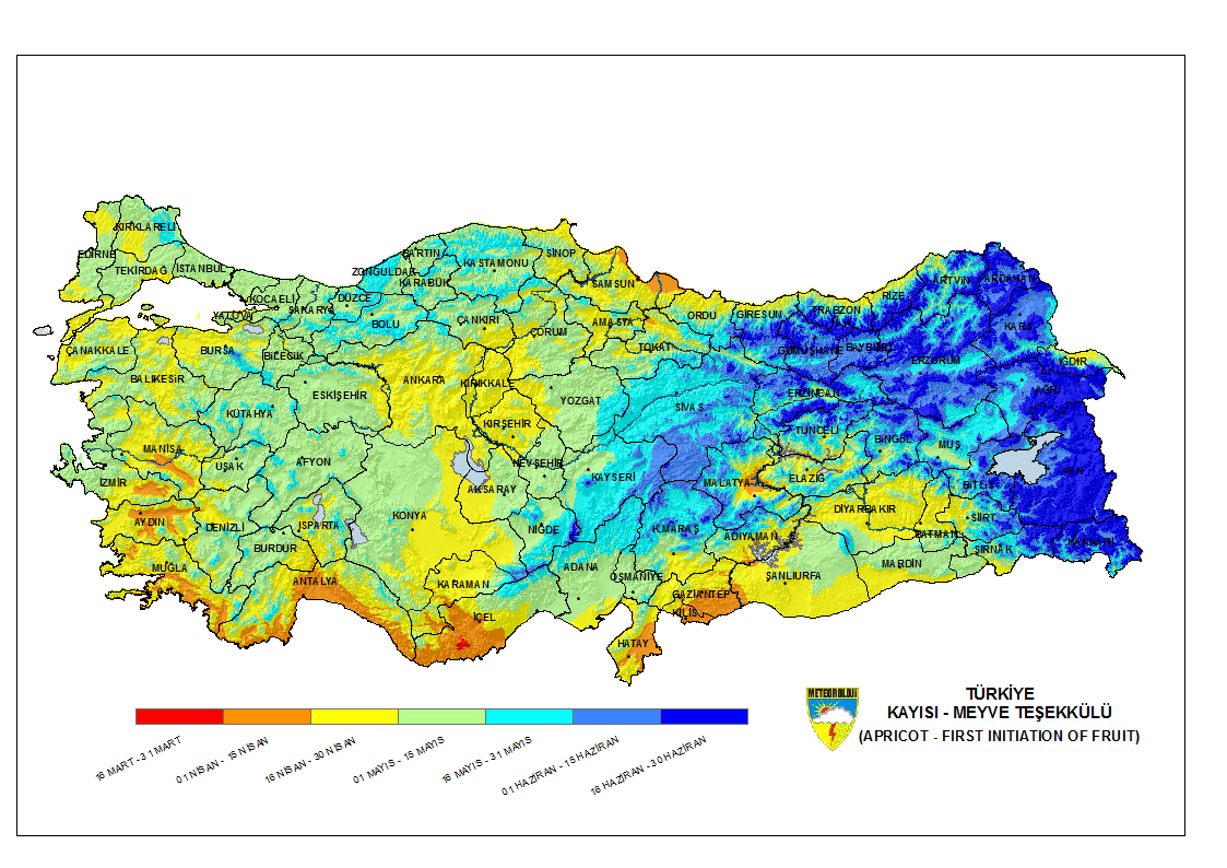 Kayısı Meyve Teşekkülü