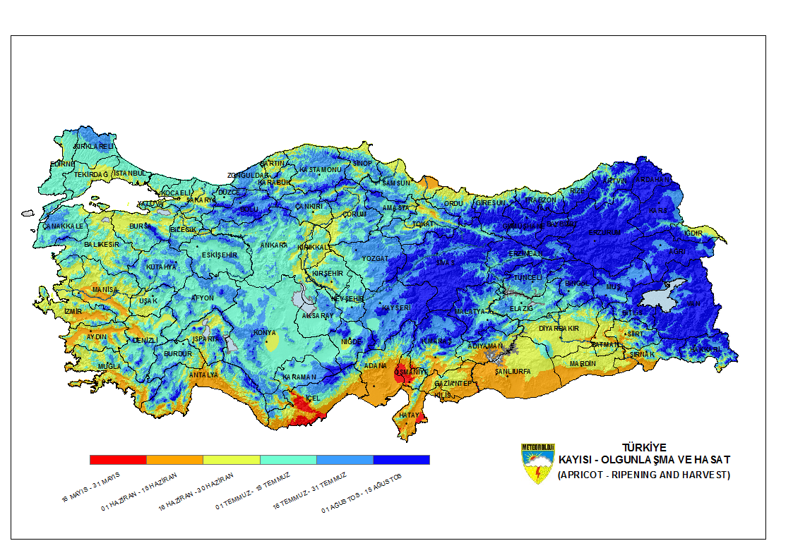 Kayısı Olgunlaşma