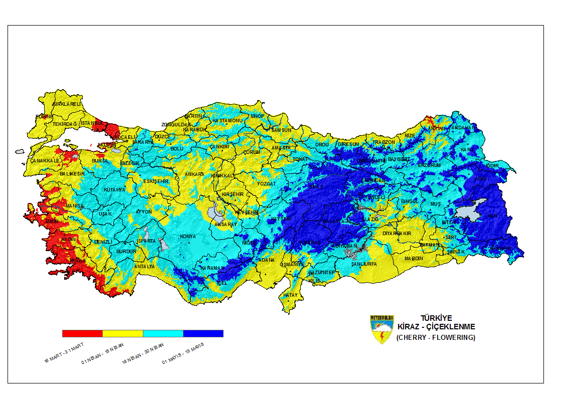 Kiraz Çiçeklenme