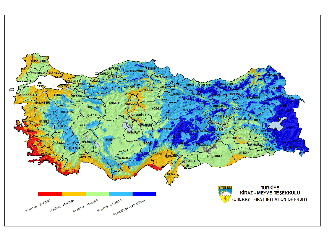 Kiraz Meyve Teşekkülü