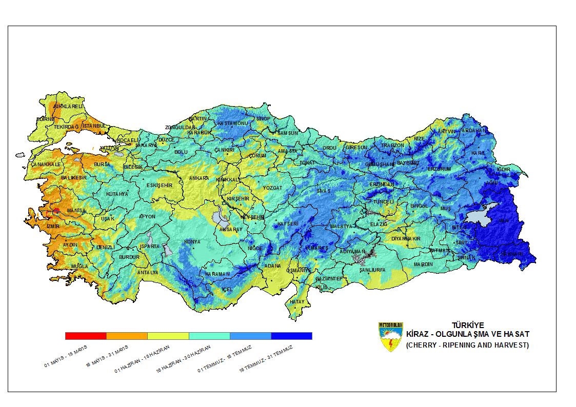 Kiraz Olgunlaşma