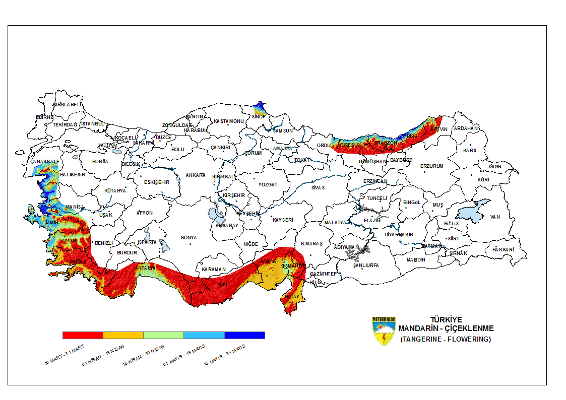 Mandarin Çiçeklenme