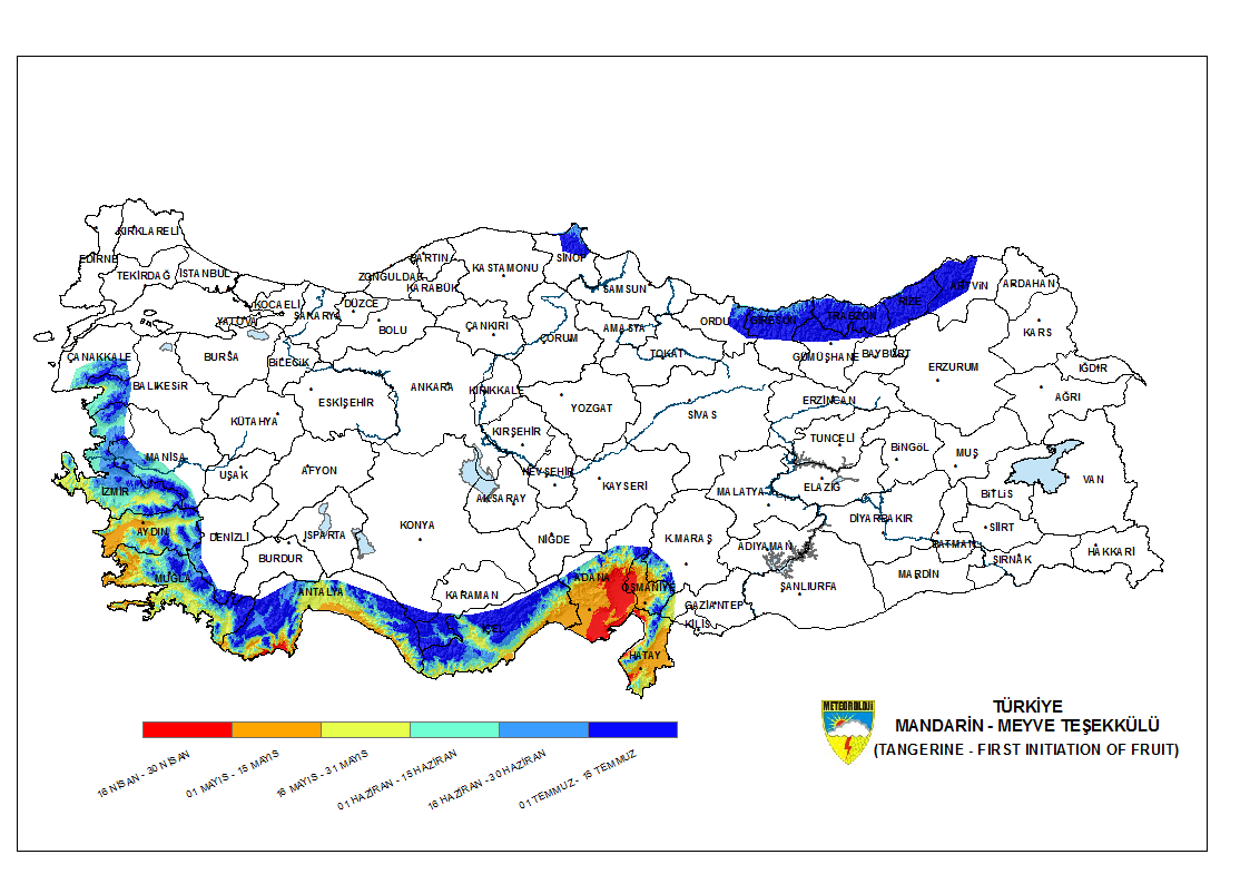 Mandarin Meyve Teşekkülü