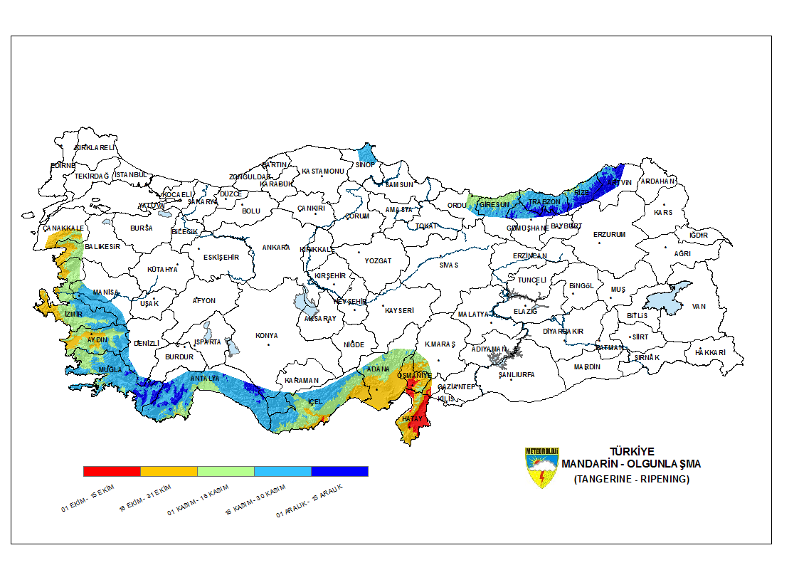 Mandarin Olgunlaşma