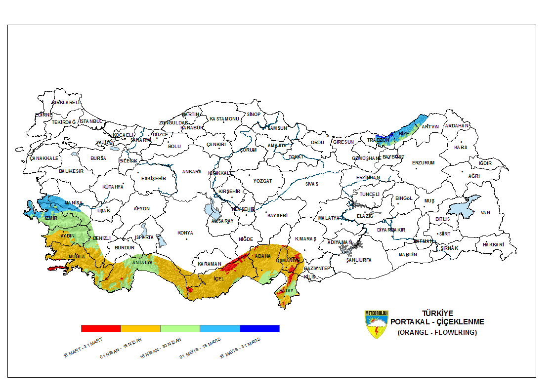 Portakal Çiçeklenme