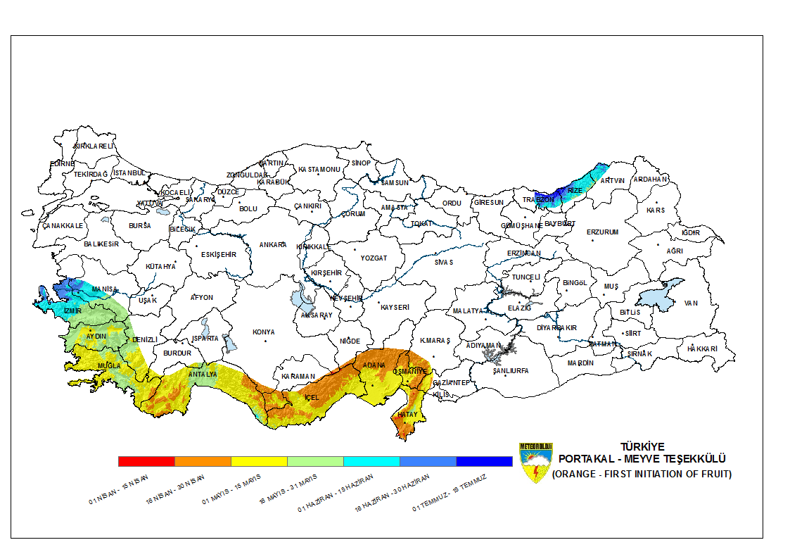 Portakal Meyve Teşekkülü