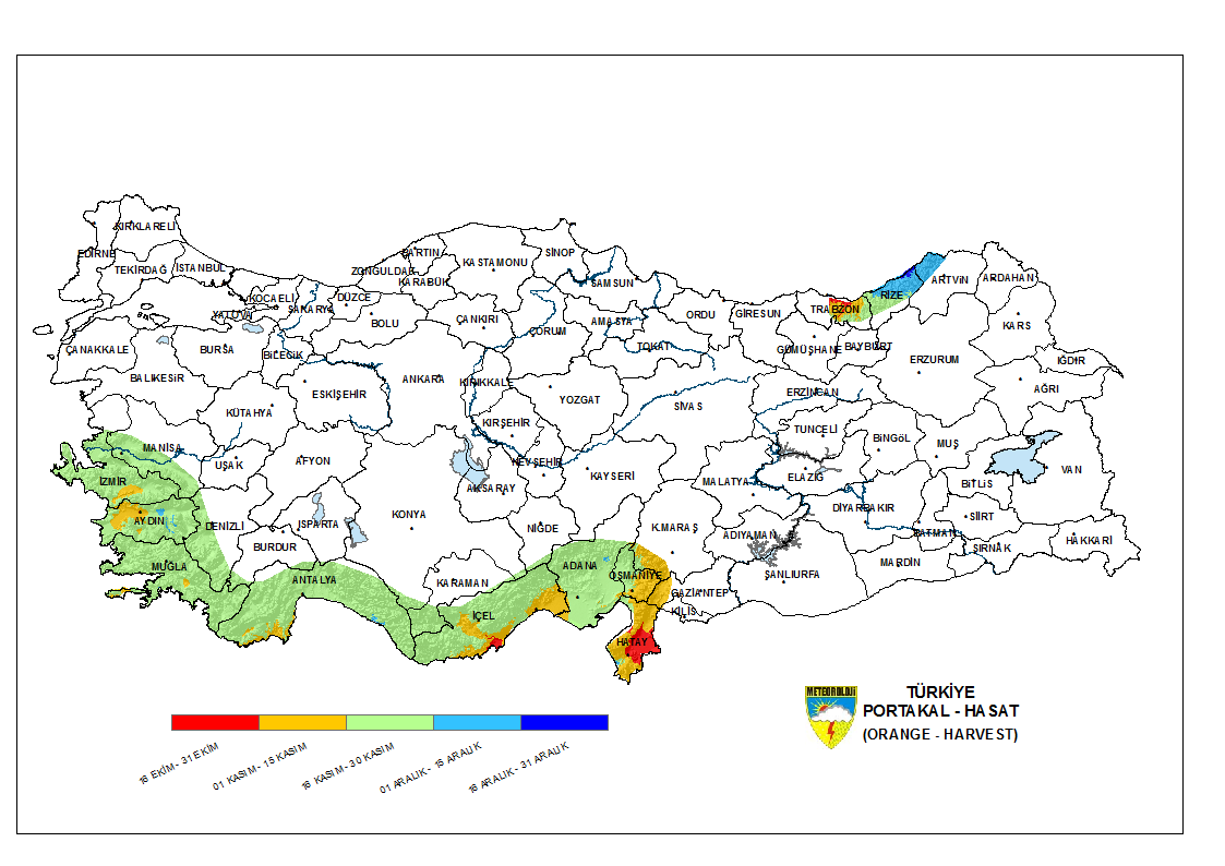 Portakal Olgunlaşma