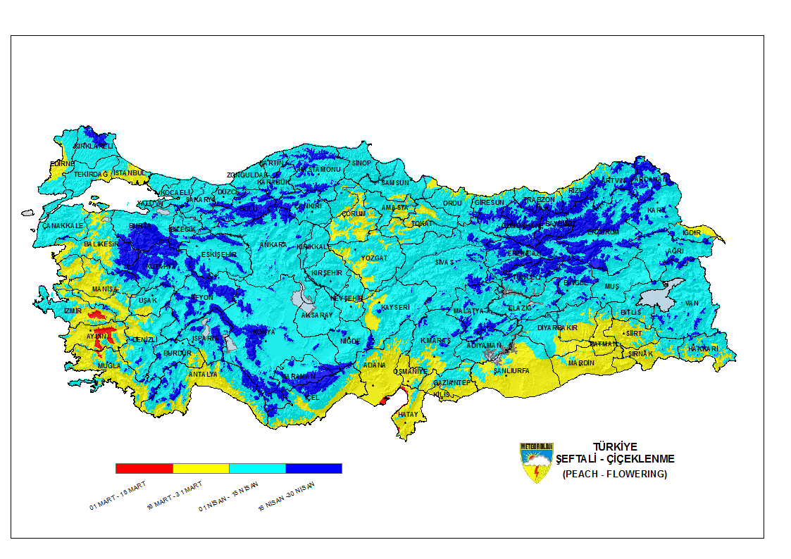 Şeftali Çiçeklenme