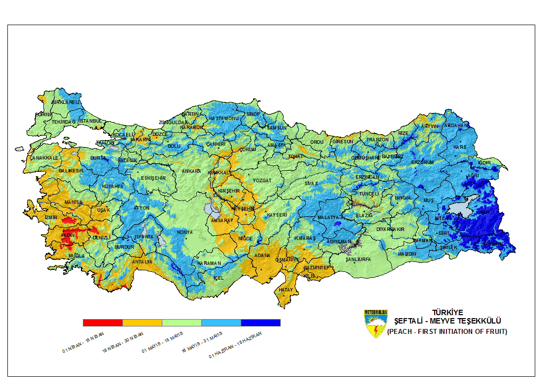 Şeftali Meyve Teşekkülü