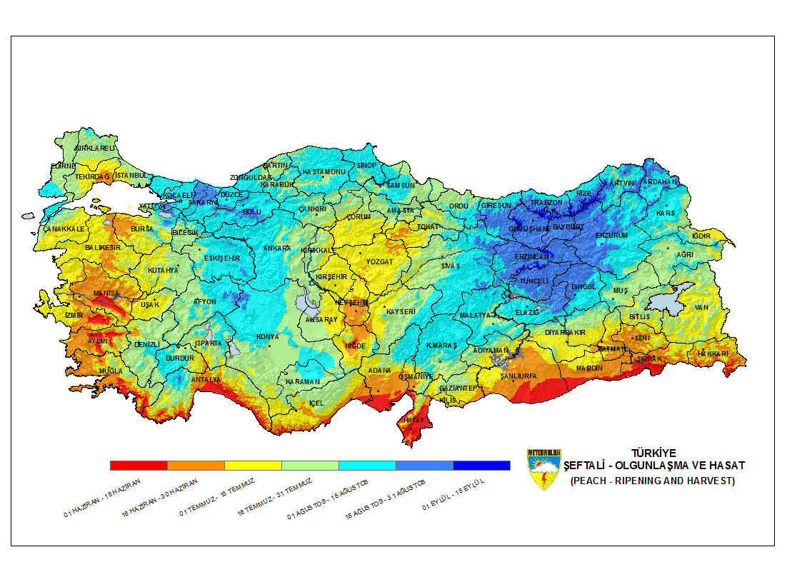 Şeftali Olgunlaşma