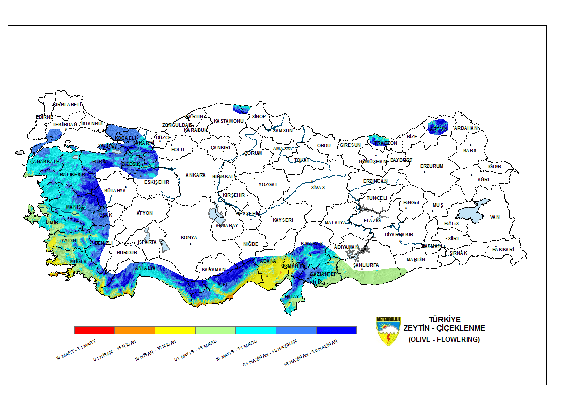 Zeytin Çiçeklenme