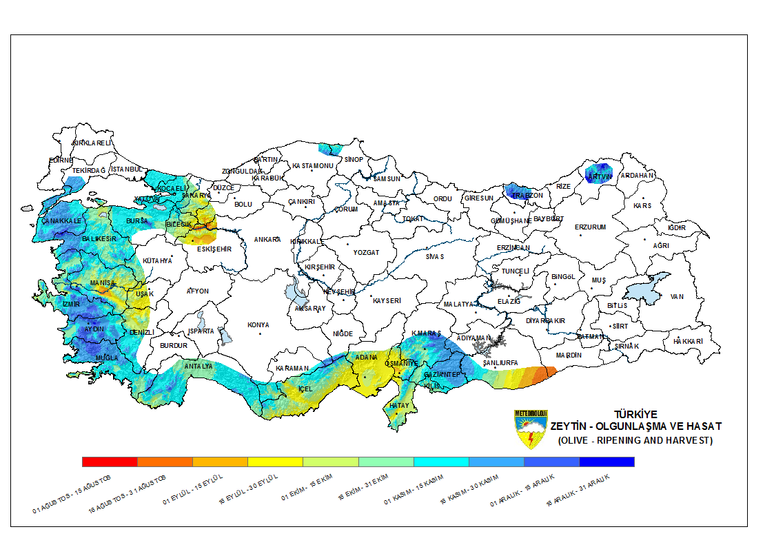 Zeytin Olgunlaşma