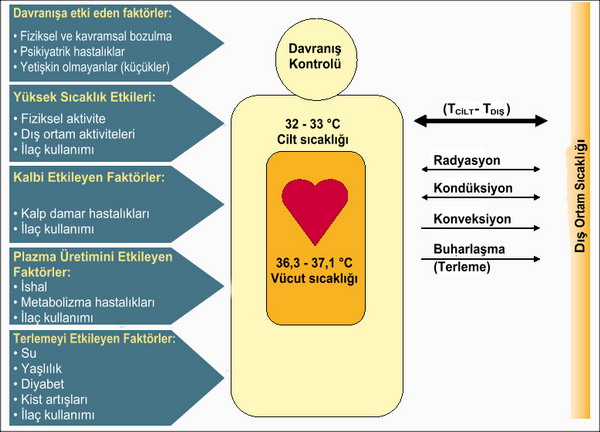 Sıcaklık hastalıkları riskleri ve insan vücut sıcaklığını ayarlayan faktörler